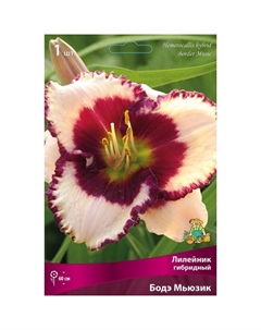 Лилейник гибридный Бодэ Мьюзик, I р-р, 1 шт. 60 h(см), Осень 2025 Поиск