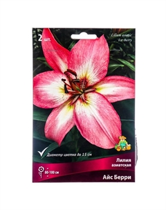 Лилии Азиатские «Айс Берри», 14/16 р-р, 2 шт. 110 h(см), Осень 2025 Поиск