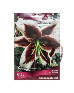 Лилии ОТ-Гибриды «Беверли Дримс», 14/16 р-р, 2 шт. 100 h(см), Осень 2025 Поиск