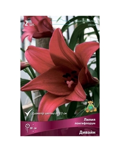 Лилии Лонгифлорум «Дивайн», 14/16 р-р, 2 шт. 80 h(см), Осень 2024 Поиск