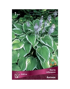 Хоста гибридная Антиох, I р-р, 1 шт. 45*85 h(см), Осень 2022 Поиск