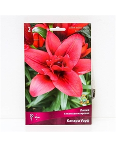 Лилии Азиатские махровые «Канари Уорф», 14/16 р-р, 2 шт. 90 h(см), Осень 2025 Поиск