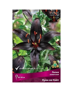 Лилии Азиатские «Куин ов Найт», 14/16 р-р, 2 шт. 100 h(см), Осень 2024 Поиск