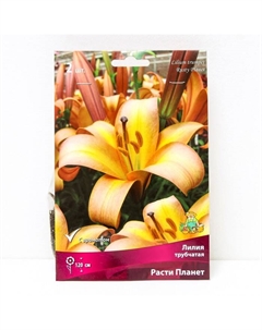 Лилии Трубчатые «Расти Планет», 14/16 р-р, 2 шт. 120 h(см), Осень 2022 Поиск
