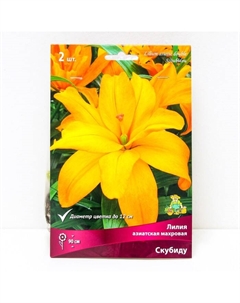 Лилии Азиатские махровые «Скубиду», 14/16 р-р, 2 шт. 90 h(см), Осень 2025 Поиск