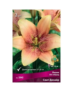 Лилии ЛА-гибриды «Свит Дизайр», 14/16 р-р, 2 шт. 100-110 h(см), Осень 2025 Поиск