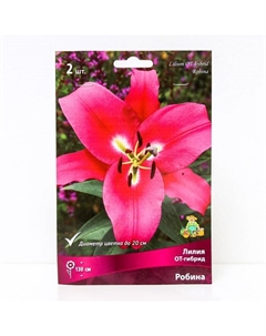 Лилии ОТ-Гибриды «Робина», 14/16 р-р, 2 шт. 130 h(см), Осень 2024 Поиск