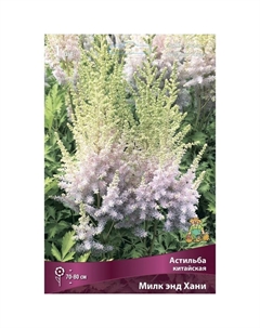 Астильба китайская «Милк энд Хани», I р-р, 1 шт. 70-80 h(см), Осень 2025 Поиск