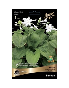 Хоста гибридная (Винус) Венера, I р-р, 1 шт. 55*75 h(см), Осень 2025 Поиск