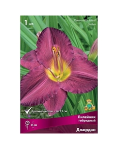 Лилейник гибридный Джордан, I р-р, 1 шт. 65 h(см), Осень 2024 Поиск