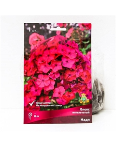 Флокс метельчатый Надя, I р-р, 1 шт. 80 h(см), Осень 2025 Поиск