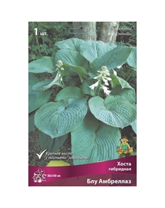 Хоста гибридная Блу Амбреллаз, I р-р, 1 шт. 90*120 h(см), Осень 2025 Поиск