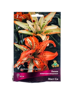 Лилии Азиатские махровые «Маст Си», 14/16 р-р, 2 шт. 100 h(см), Осень 2025 Поиск