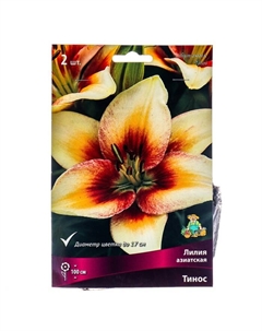 Лилии Азиатские «Тинос», 14/16 р-р, 2 шт. 100 h(см), Осень 2025 Поиск