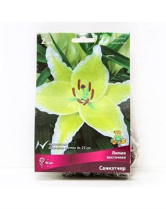 Лилии Восточные «Санкэтчер», 14/16 р-р, 2 шт. 90 h(см), Осень 2022 Поиск