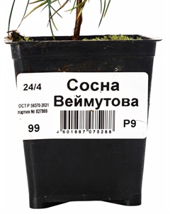 Саженец Сосна Веймутова, Р9, 1 шт. Поиск