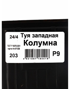 Саженец Туя западная «Колумна Р9», 1 шт., h=3-20 см Поиск