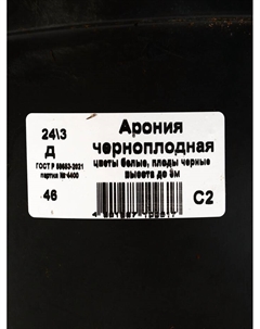 Саженец Арония черноплодная, горшок С2, 1 шт. Поиск