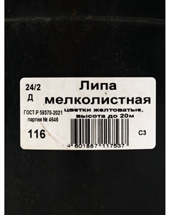 Саженец Липа мелколистная, С3 горшок, Н60-90 высота, 1 шт. Поиск
