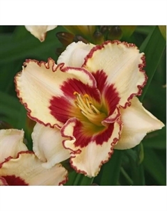 Лилейник гибридный «Криптик Мессадж», I р-р, 1 шт., 55 h(см), Осень 2025 Поиск