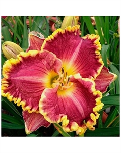 Лилейник гибридный «Дарья», I р-р, 1 шт., 55 h(см), Осень 2025 Поиск