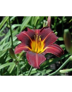 Лилейник гибридный «Блэк Принц», I р-р, 1 шт., 80 h(см), Осень 2025 Поиск