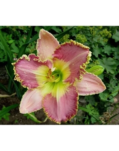 Лилейник гибридный «Бестселлер», I р-р, 1 шт., 60 h(см), Осень 2025 Поиск