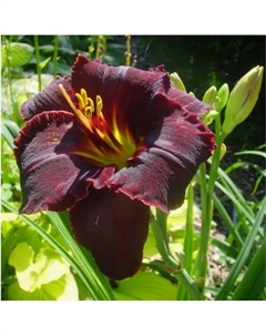 Лилейник гибридный «Блэк Стокингз», I р-р, 1 шт., 60 h(см), Осень 2025 Поиск