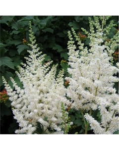 Астильба китайская «Вижнс ин Вайт», I р-р, 1 шт., 45 h(см), Осень 2025 Поиск