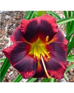 Лилейник гибридный «Вупи», I р-р, 1 шт., 50 h(см), Осень 2025 Поиск