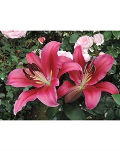 Лилия ОТ-гибрид «Палаццо», 14/16. р-р, 2 шт., 120-130 h(см), Осень 2025 Поиск