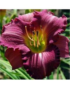 Лилейник гибридный «ЛонГо Пёпл», I р-р, 1 шт., 50 h(см), Осень 2025 Поиск