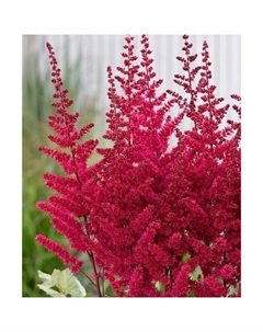 Астильба китайская «Вижн Вулкано», I р-р, 1 шт., 70 h(см), Осень 2025 Поиск