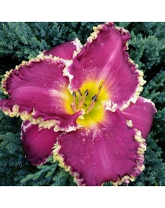 Лилейник гибридный «Беттилен», I р-р, 1 шт., 55 h(см), Осень 2025 Поиск