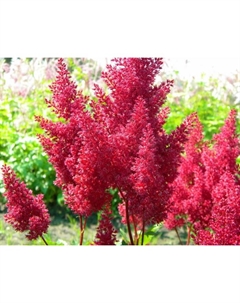Астильба «Арендса Лаки Дей», I р-р, 1 шт., 50 h(см), Осень 2025 Поиск