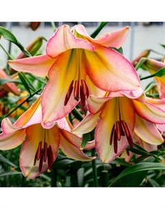 Лилия ОТ-гибрид «Бейджинг Мун», 14/16. р-р, 2 шт., 100 h(см), Осень 2025 Поиск