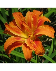 Лилейник гибридный «ЛонГо Ориндж», I р-р, 1 шт., 50 h(см), Осень 2025 Поиск