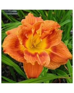 Лилейник гибридный «Даблишес», I р-р, 1 шт., 65 h(см), Осень 2025 Поиск