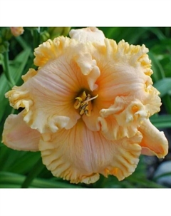 Лилейник гибридный «Инчантид Форест», I р-р, 1 шт., 70 h(см), Осень 2025 Поиск