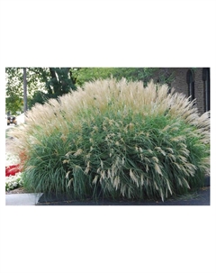 Мискантус китайский, Осень 2025 Поиск