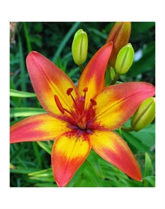 Лилия азиатская «Коста-дель-Соль», 14/16. р-р, 2 шт., 60 h(см), Осень 2025 Поиск