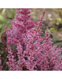 Астильба «Арендса Смайл эт Ми», I р-р, 1 шт., 50 h(см), Осень 2025 Поиск