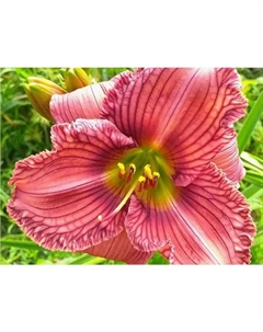 Лилейник гибридный «Нoвэе ту Хайд», I р-р, 1 шт., 55 h(см), Осень 2025 Поиск