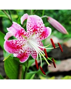 Лилия видовая «Прекрасная Рубрум», 14/16. р-р, 2 шт., 100 h(см), Осень 2025 Поиск