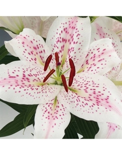 Лилия восточная Экстраваганза, 14/16 р-р, 2 шт, 120 h(см), Осень 2025 Поиск