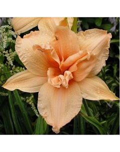 Лилейник гибридный «Дабл Дрим», I р-р, 1 шт., 55 h(см), Осень 2025 Поиск