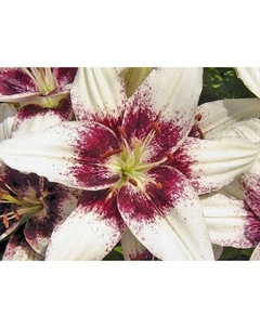 Лилия азиатская «Танго Изи Спот», 14/16. р-р, 2 шт., 110 h(см), Осень 2025 Поиск