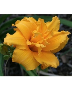 Лилейник гибридный «Кондилла», I р-р, 1 шт., 50 h(см), Осень 2025 Поиск