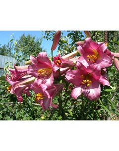 Лилия трубчатая «Пинк Перфекшн», 14/16. р-р, 2 шт., 120 h(см), Осень 2025 Поиск