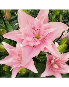 Лилия азиатская махровая «Элоди», 14/16. р-р, 2 шт., 90 h(см), Осень 2025 Поиск